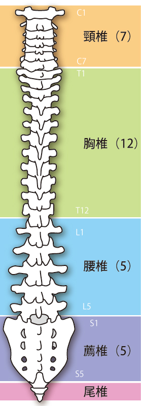 当院での腰椎椎間板ヘルニアのアプローチ