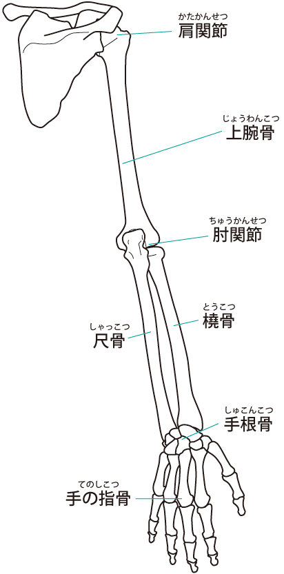 骨格 イラスト