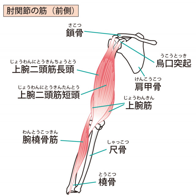 上肢 筋肉