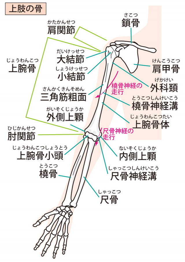 上肢 関節
