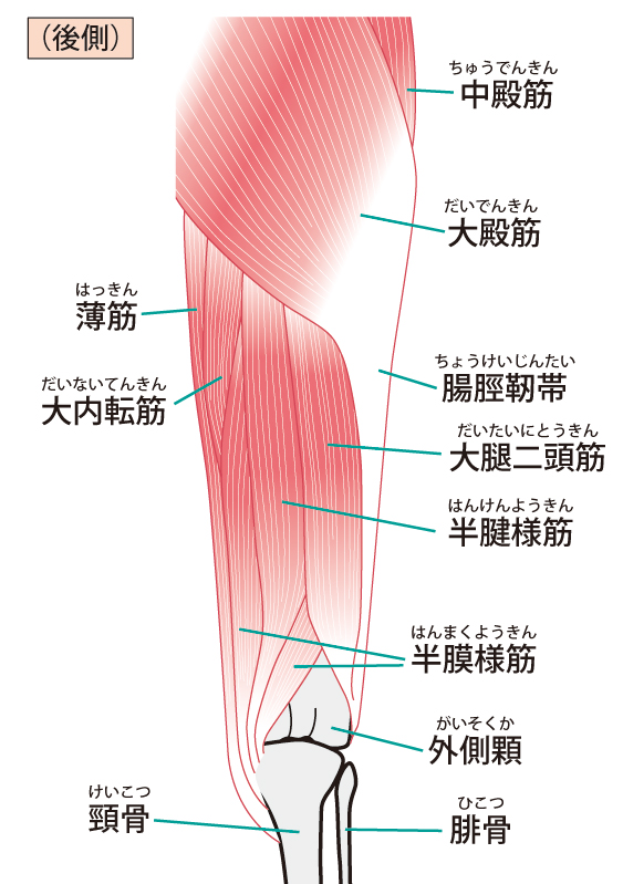 腸脛靭帯
