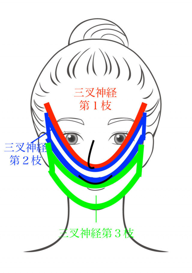 三叉神経の画像