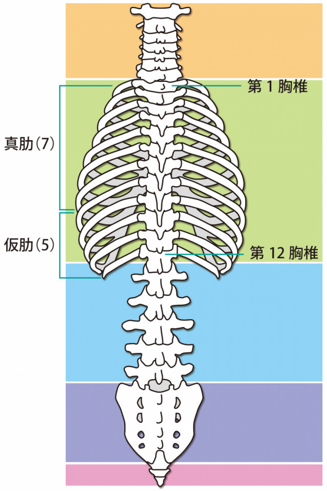 上肢の画像