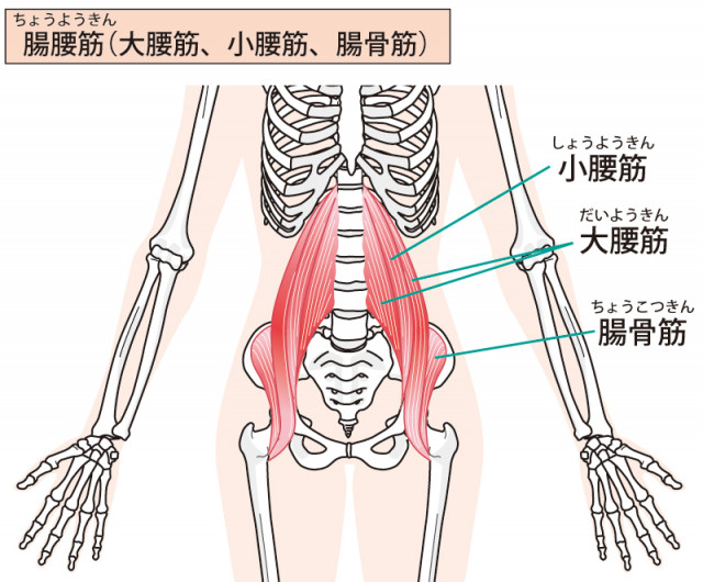 腸腰筋のイラスト
